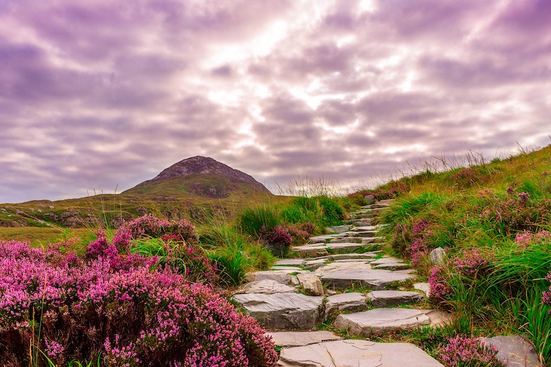 Spring in Ireland Purple flowers and purple sky